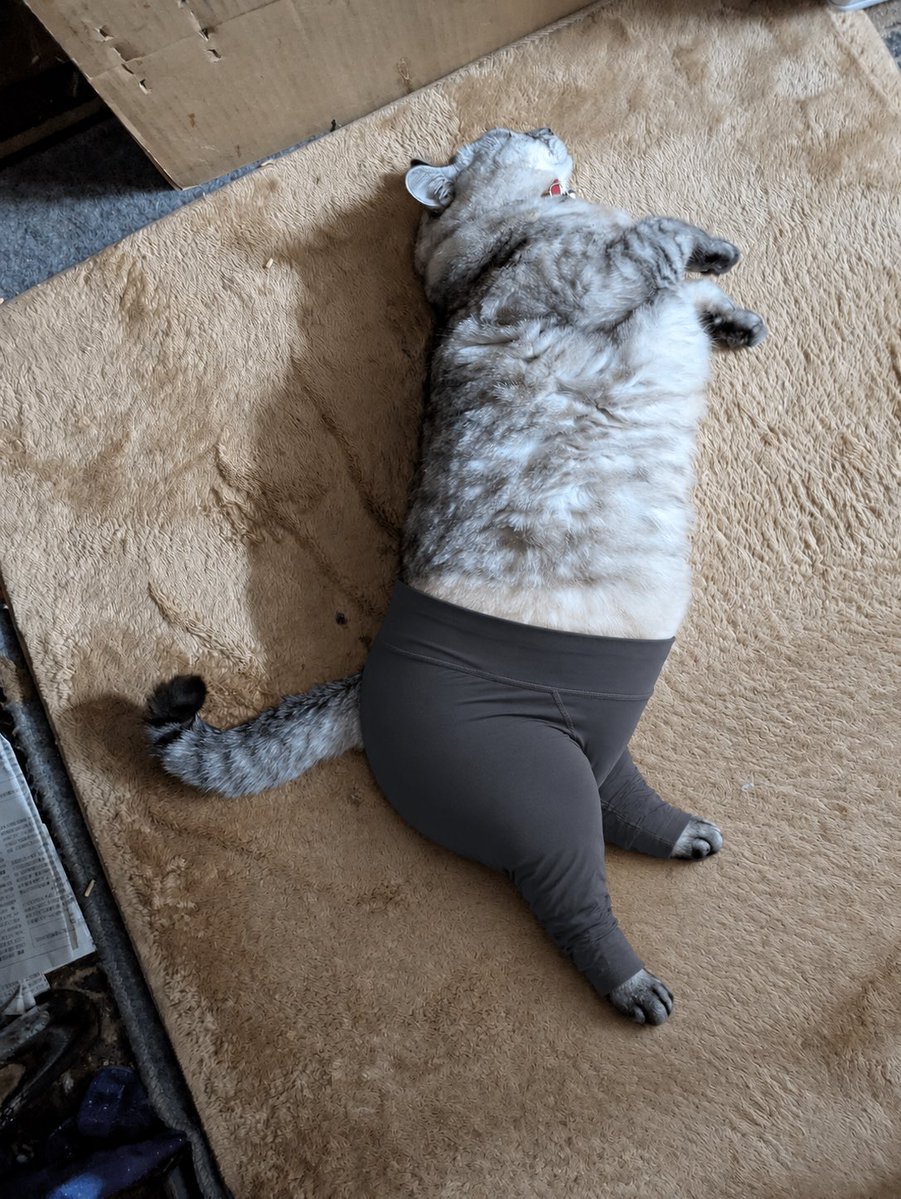 고양이 하체에 다크 그레이 요가복 편집
